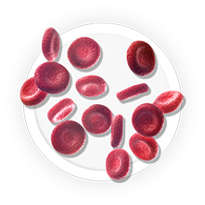 Red blood cells.